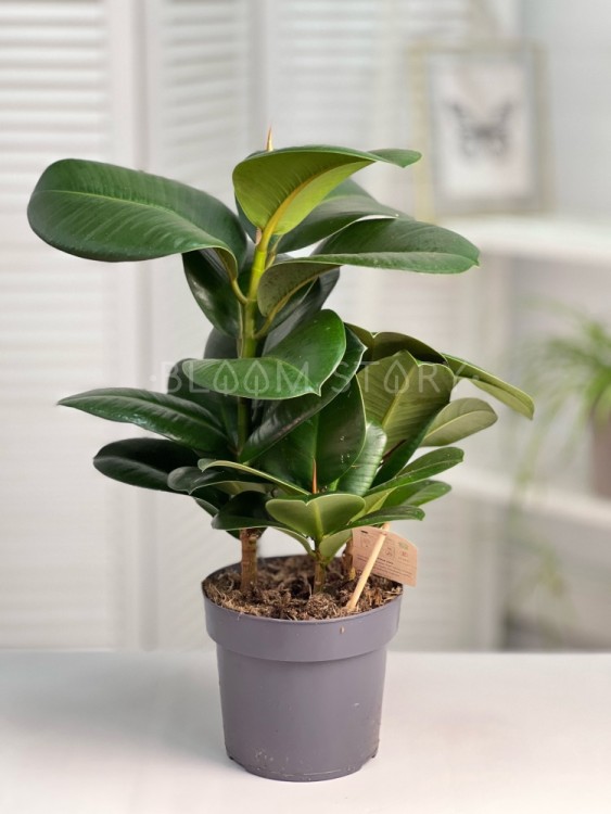 Фикус Эластика София ⌀17 50 см 