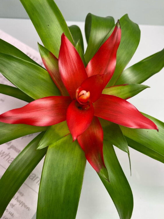 Гузмания Темпо ⌀9 25 см 