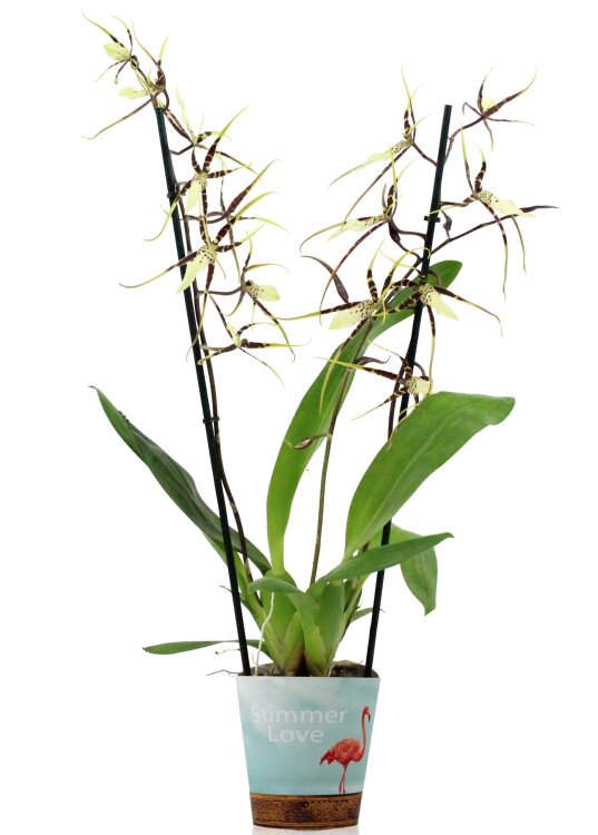 Орхидея брассия 2 ст 