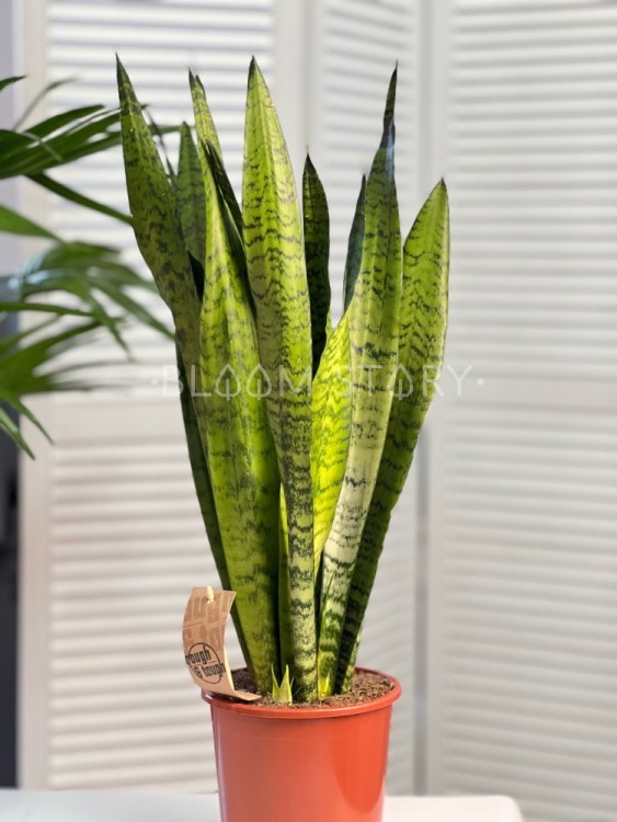 Сансевиерия Зейланика ⌀17 60 см  Сансевиерия Зейланика ⌀17 60 см