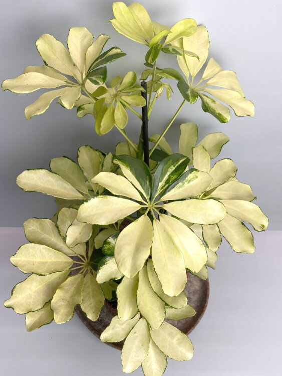 Шеффлера Мелани ⌀12 40 см 