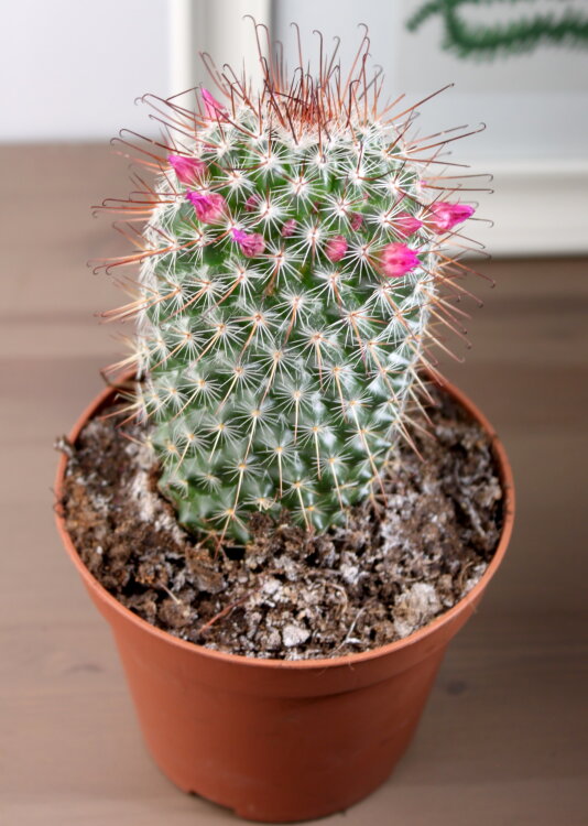 Маммиллярия Бомбицина ⌀12 