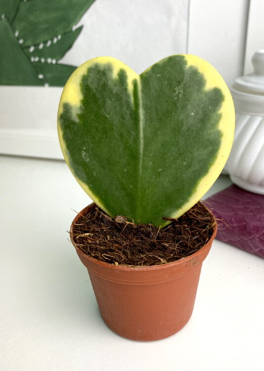 Хойя Керри сердечко вариегата 