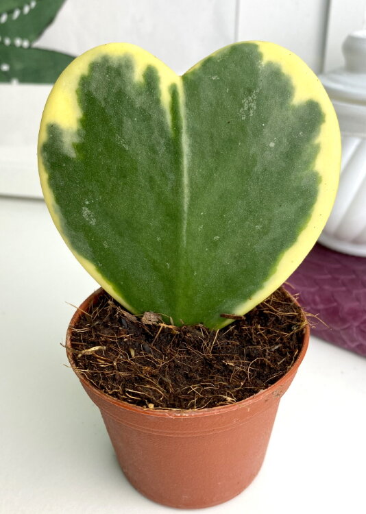 Хойя Керри сердечко вариегата 