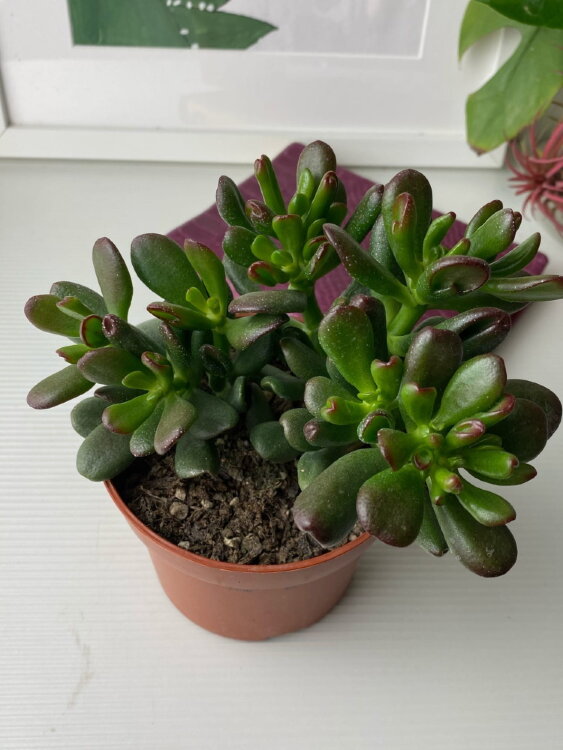 Крассула Овата Голлум ⌀10 