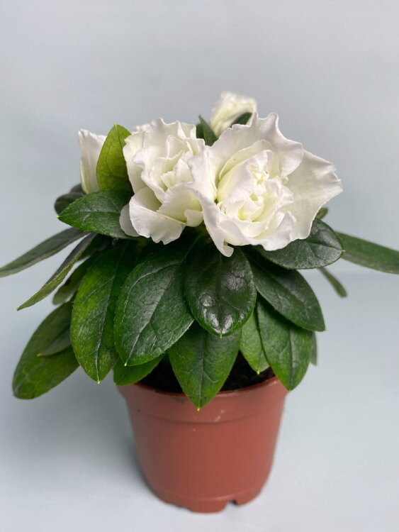 Азалия белая ⌀6 
