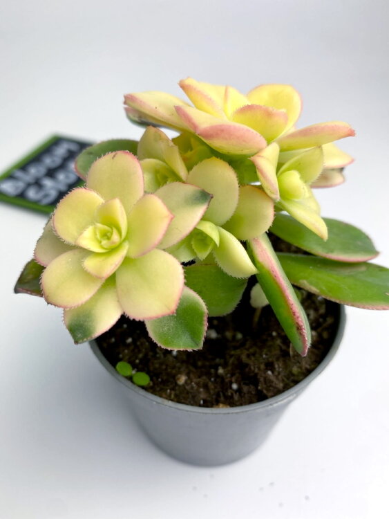 Эониум Триколор ⌀7 