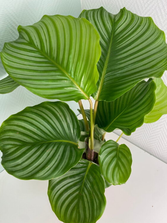 Калатея Орбифолия ⌀17 60 см 