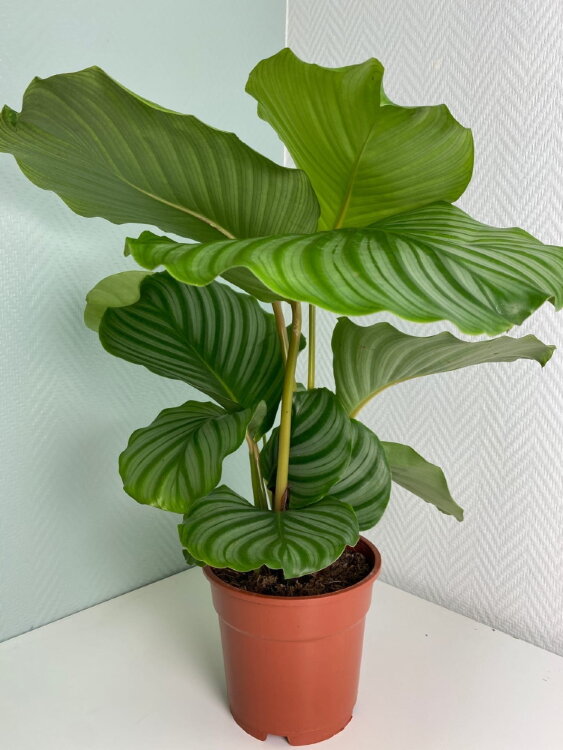 Калатея Орбифолия ⌀17 60 см 