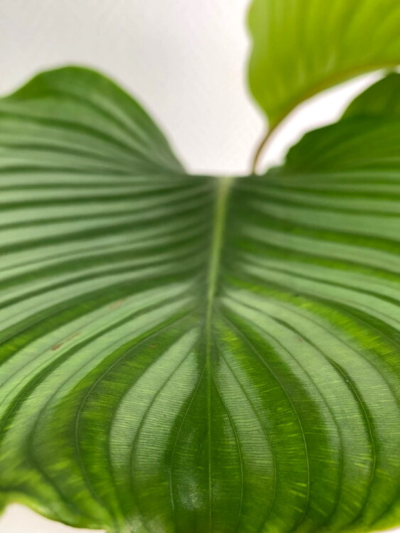 Калатея Орбифолия ⌀17 60 см 