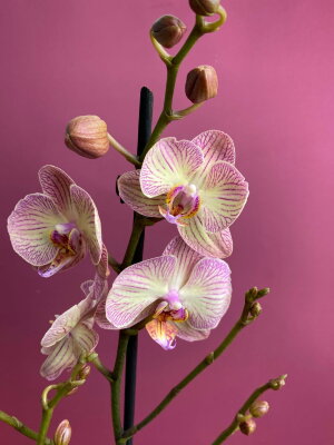 Орхидея Фаленопсис Торино 2 ст
