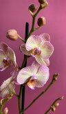 Орхидея Фаленопсис Торино 2 ст 