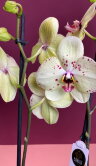 Орхидея Фаленопсис Альбуфейра 2 ст 