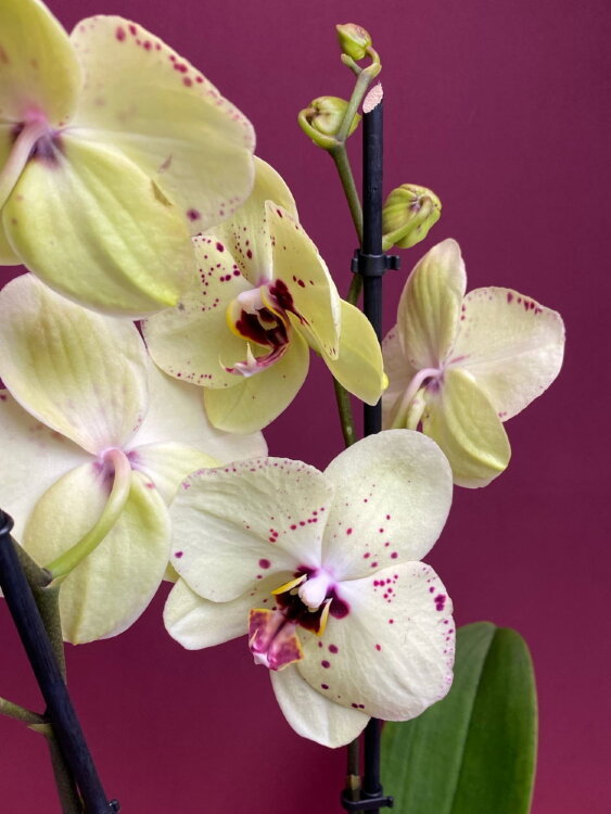 Орхидея Фаленопсис Альбуфейра 2 ст 