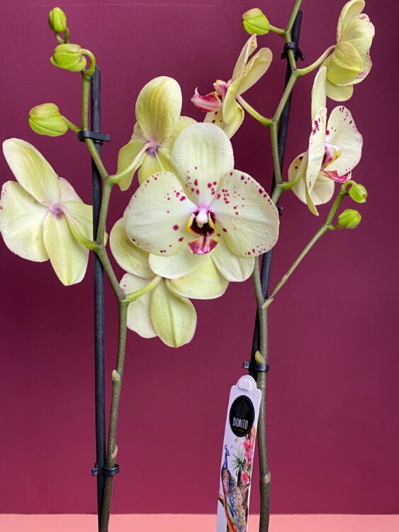 Орхидея Фаленопсис Альбуфейра 2 ст 