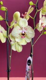 Орхидея Фаленопсис Альбуфейра 2 ст 