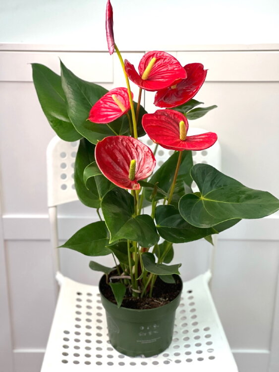 Антуриум Оклахома ⌀17 55 см 