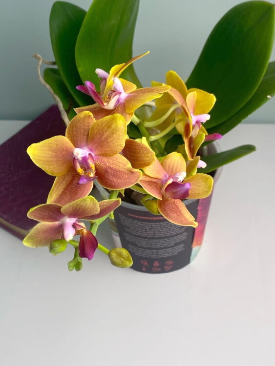 Орхидея Фаленопсис Мультифлора Наранья 