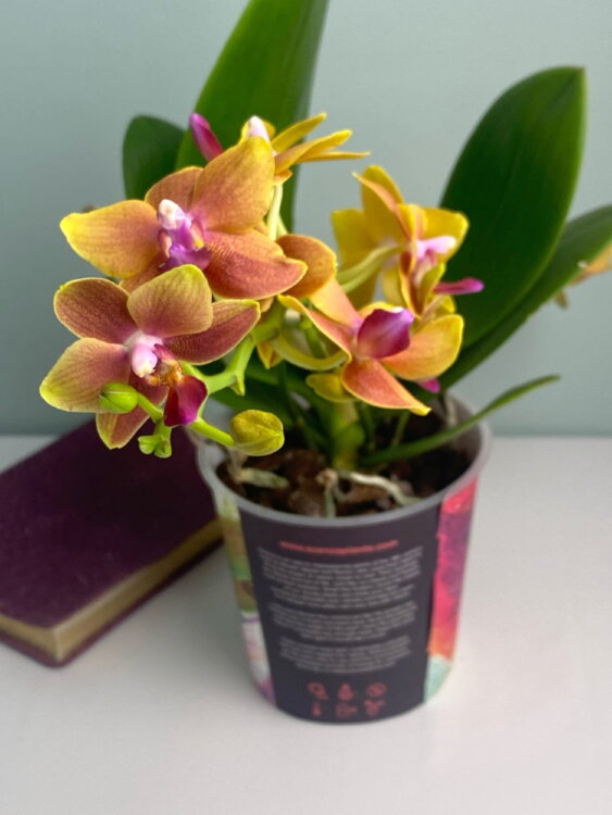 Орхидея Фаленопсис Мультифлора Наранья 