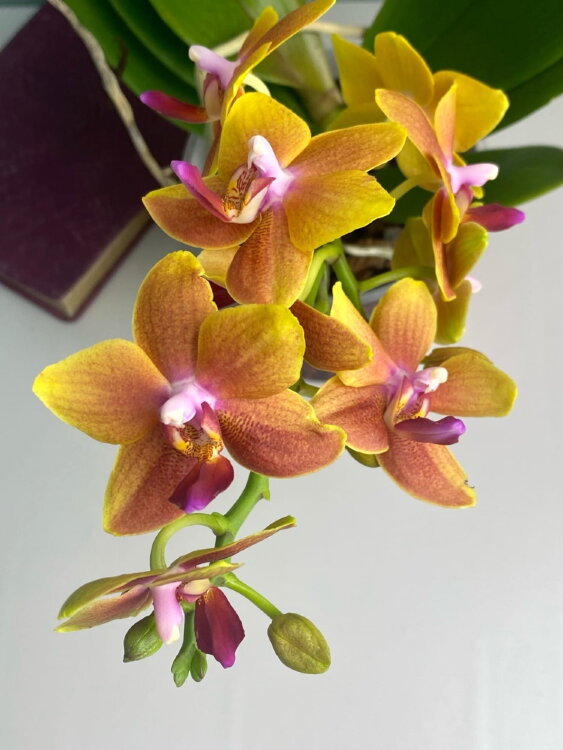 Орхидея Фаленопсис Мультифлора Наранья 