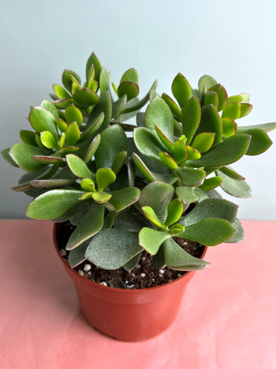 Крассула Овата Минова Меджик ⌀12 20 см 