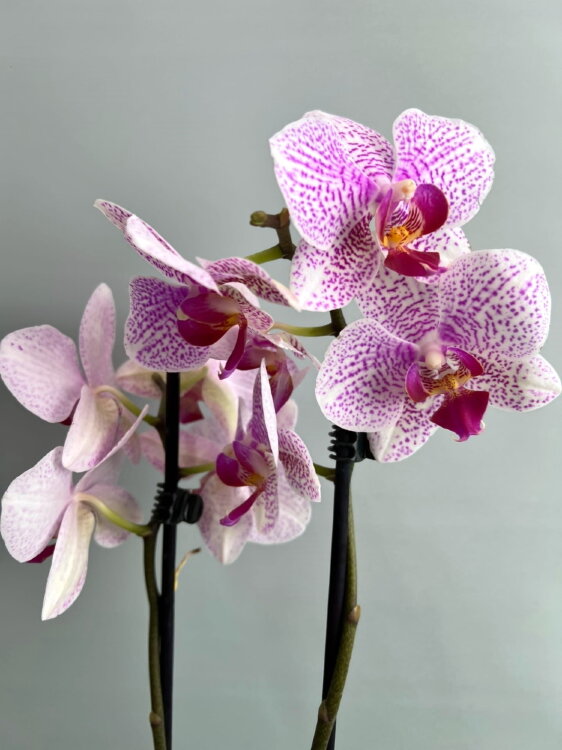 Орхидея Фаленопсис Бьютифул Смайл 2 ст 