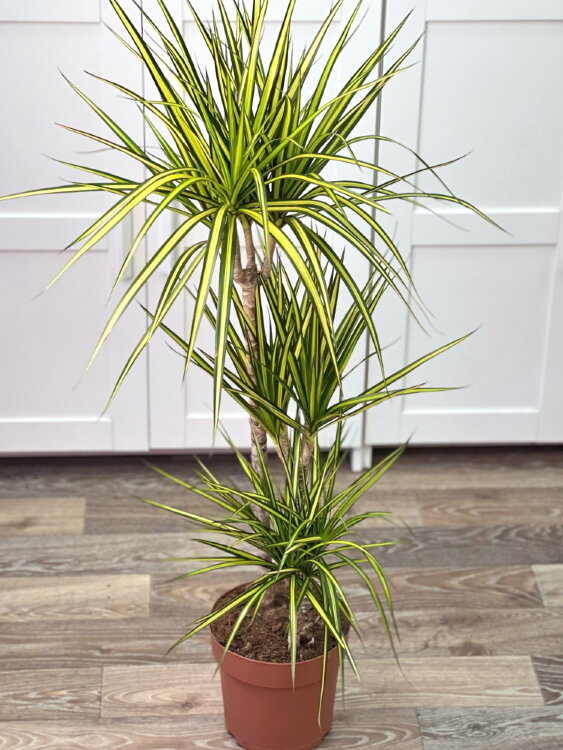 Драцена Маргината Санрей 3 ствола ⌀21 115 см  Драцена Маргината Санрей 3 ствола ⌀21 115 см