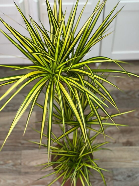 Драцена Маргината Санрей 3 ствола ⌀21 115 см  Драцена Маргината Санрей 3 ствола ⌀21 115 см