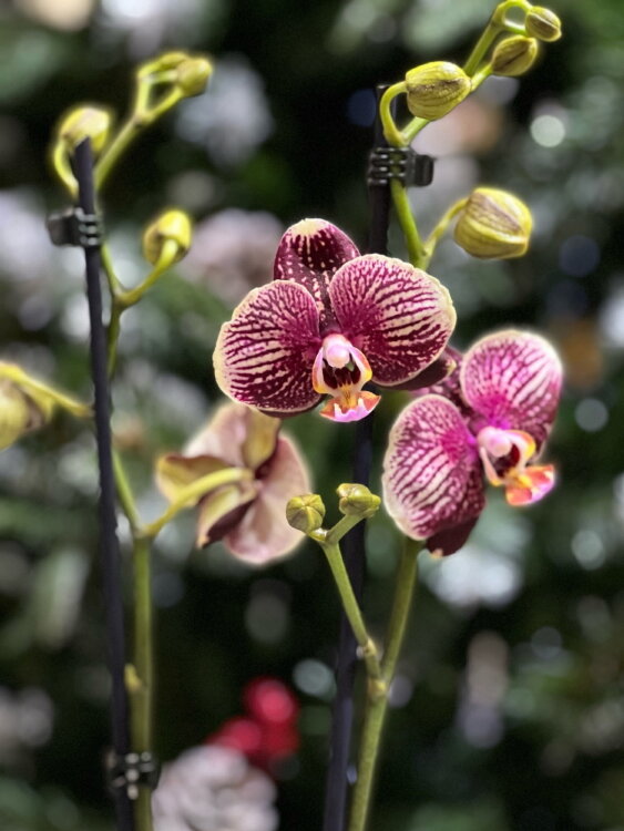 Орхидея Фаленопсис Фантом ⌀12 60 см 
