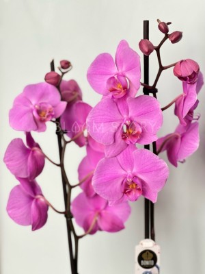 Орхидея Фаленопсис Лилпинк ⌀12 60 см