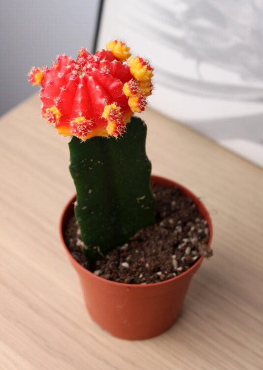 Гимнокалициум красный большой ⌀9 