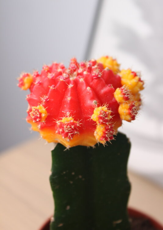 Гимнокалициум красный большой ⌀9 