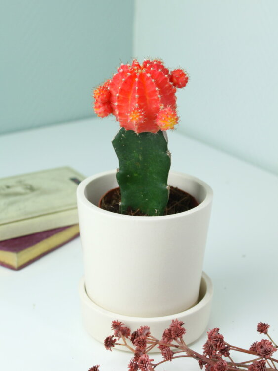 Гимнокалициум красный большой ⌀9 