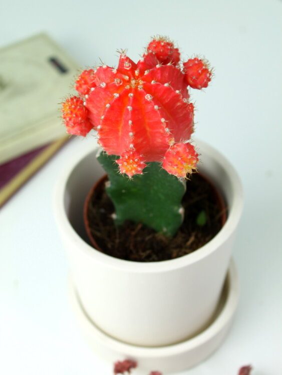 Гимнокалициум красный большой ⌀9 