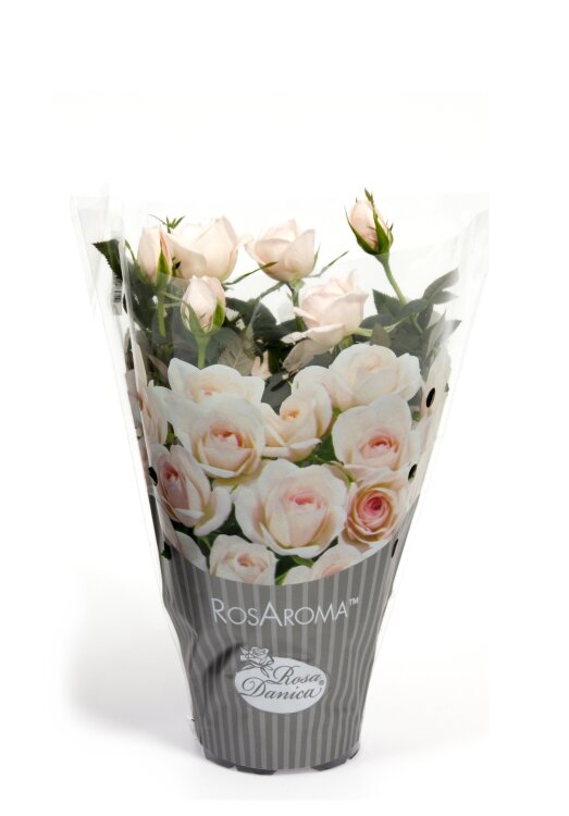 Роза Даника Арома кремовая  Роза Даника Арома кремовая