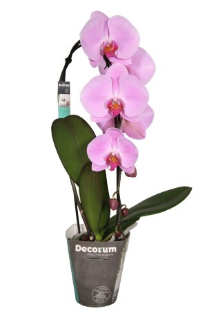 Орхидея Фаленопсис Каскад розовый