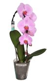 Орхидея Фаленопсис Каскад розовый 