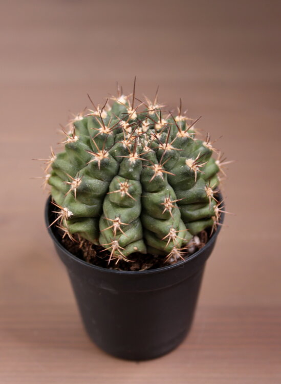 Гимнокалициум Анизитси 