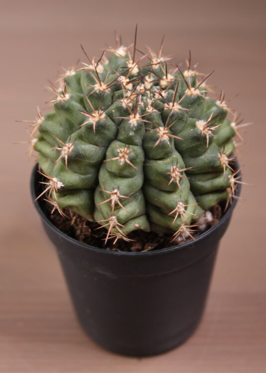 Гимнокалициум Анизитси 