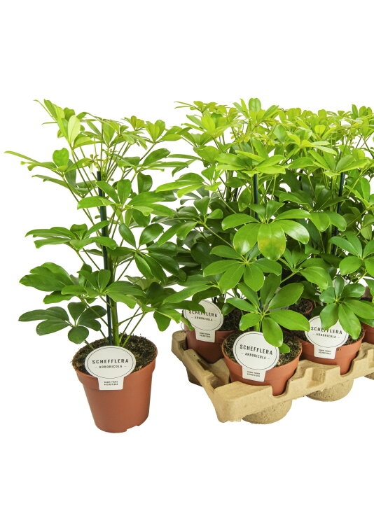 Шеффлера Нора ⌀13 45 см 