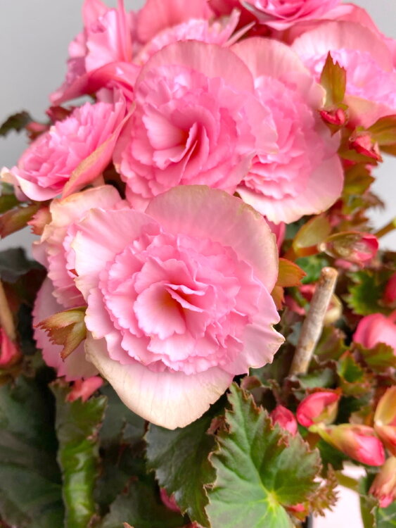 Бегония элатиор светло-розовая ⌀14 