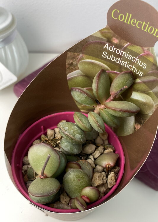 Адромискус Субдистикус ⌀7 