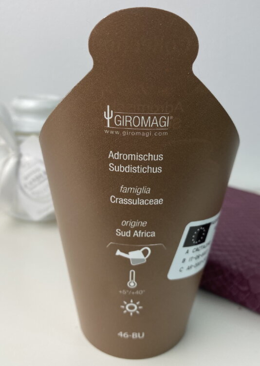 Адромискус Субдистикус ⌀7 