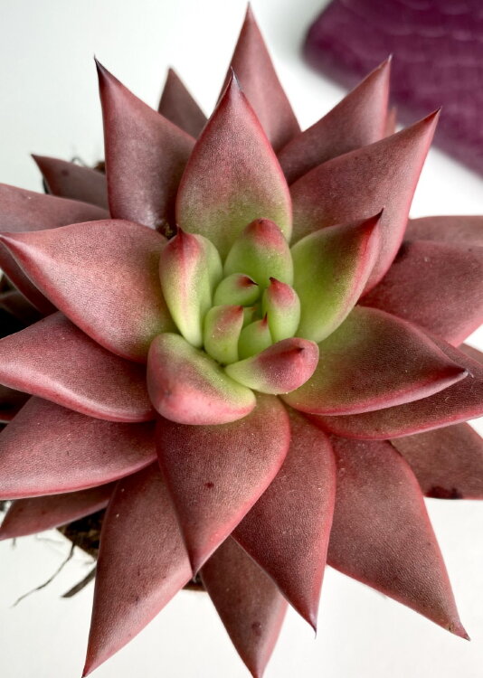 Эхеверия Целестия ⌀8 