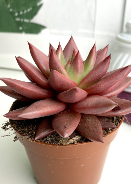 Эхеверия Целестия ⌀8 