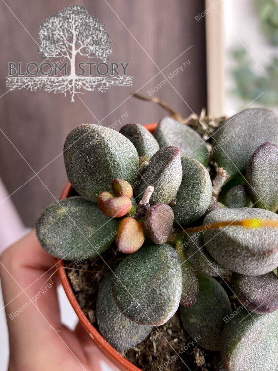 Адромискус Литтл Сфероид 