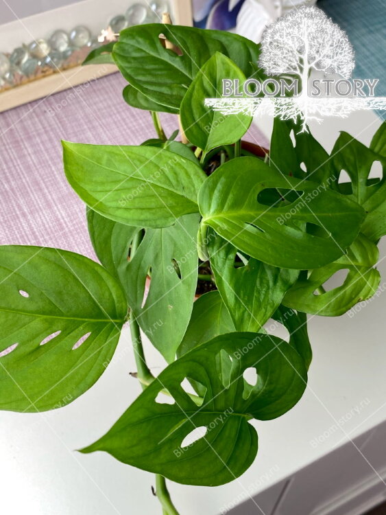 Монстера Адансони ⌀12 25 см 