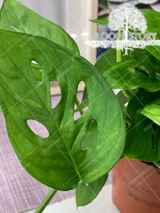 Монстера Адансони ⌀12 25 см 