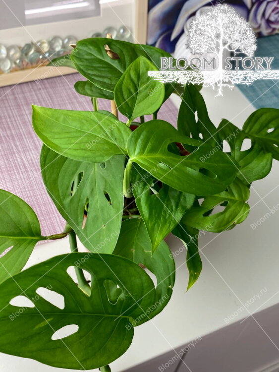 Монстера Адансони ⌀12 25 см 