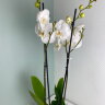 Орхидея Фаленопсис белая 2 ст 